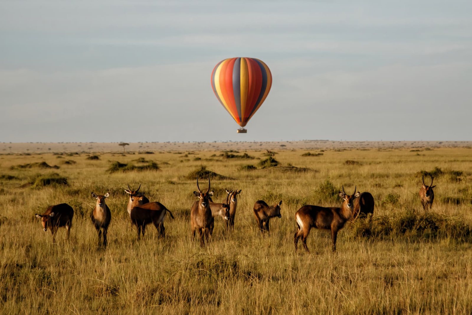 Hot-air balloon drifting over waterbuck on the savannah at dawn