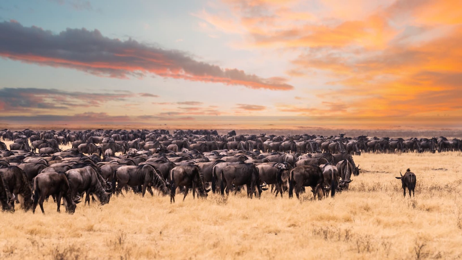 Vast wildebeest herd grazing on the Serengeti plains under a sunset sky