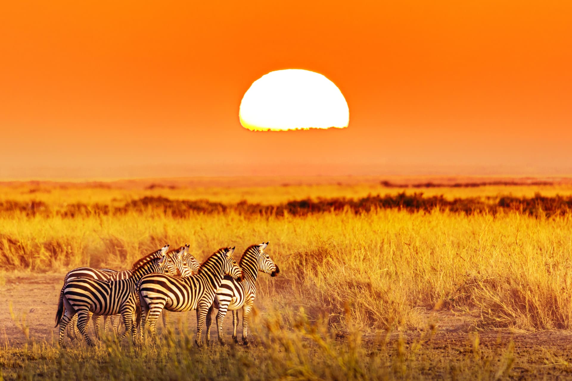 Zebra herd on the open plains as the sun sets over the Serengeti