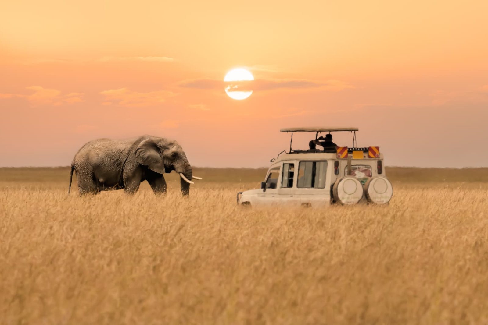Safari vehicle and elephant in tall grass at sunset