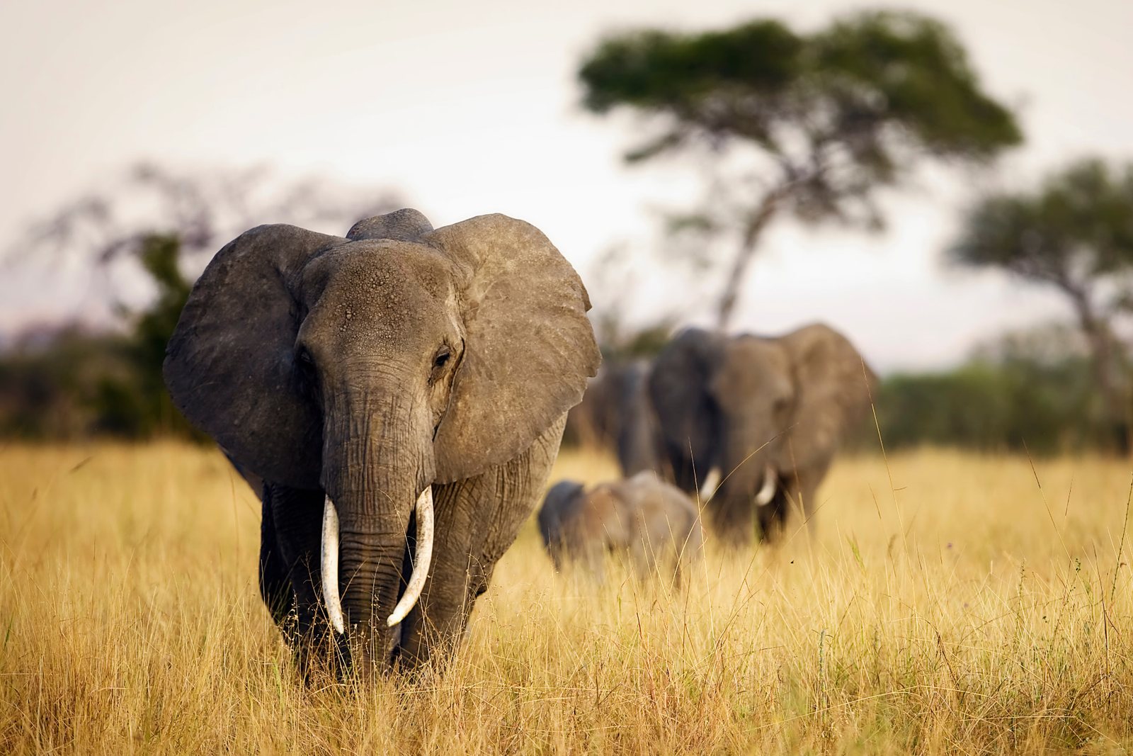 2-Day Tarangire & Ngorongoro Safari — Tanzania safari
