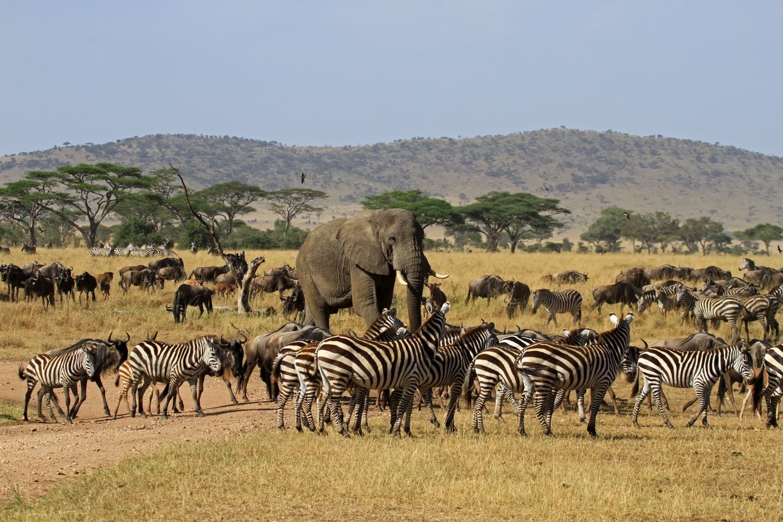 3-Day Lake Manyara, Ngorongoro & Tarangire Safari — Tanzania safari