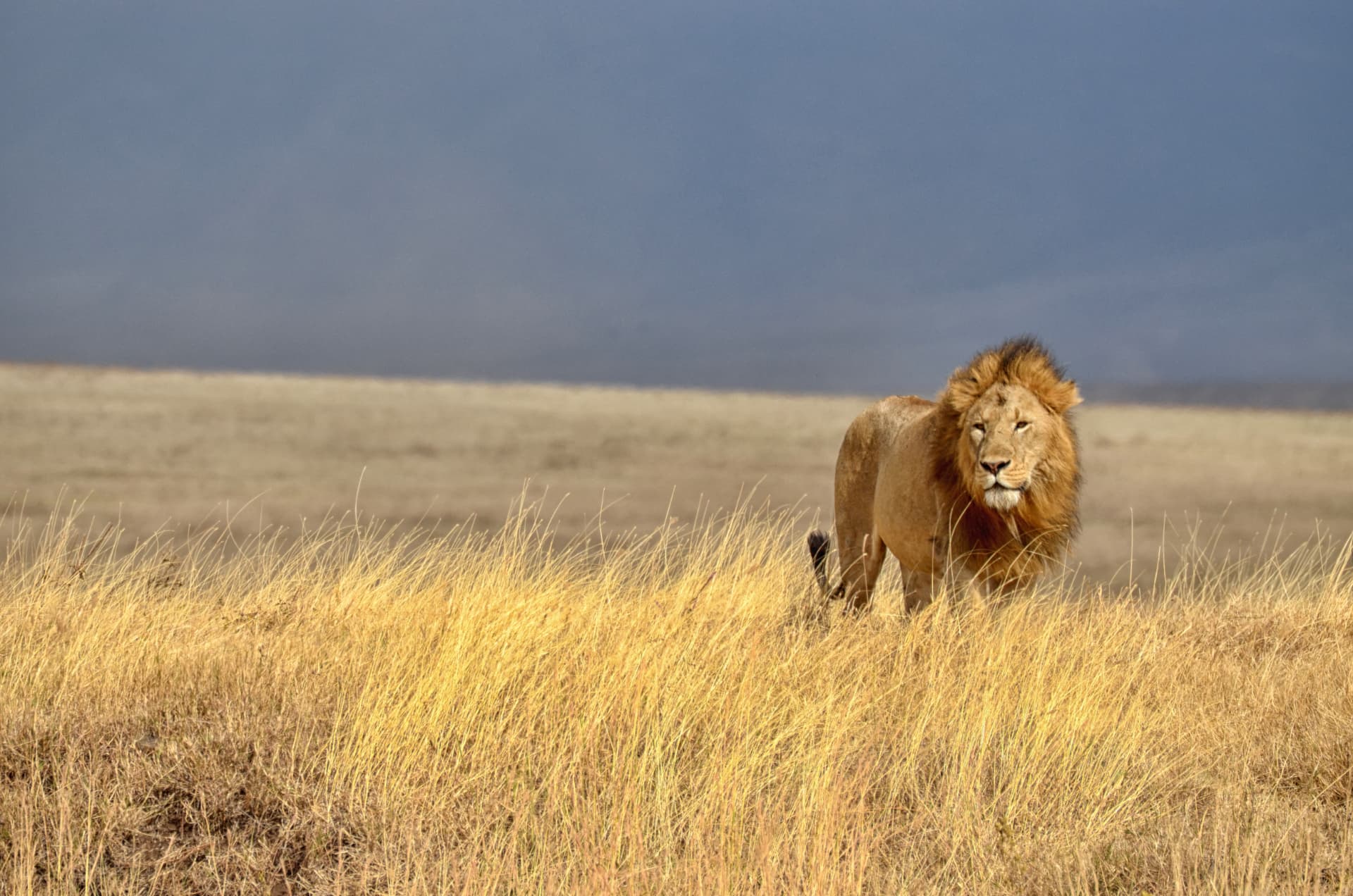 Male lion walking through golden grass under a storm sky in the Ngorongoro Conservation Area