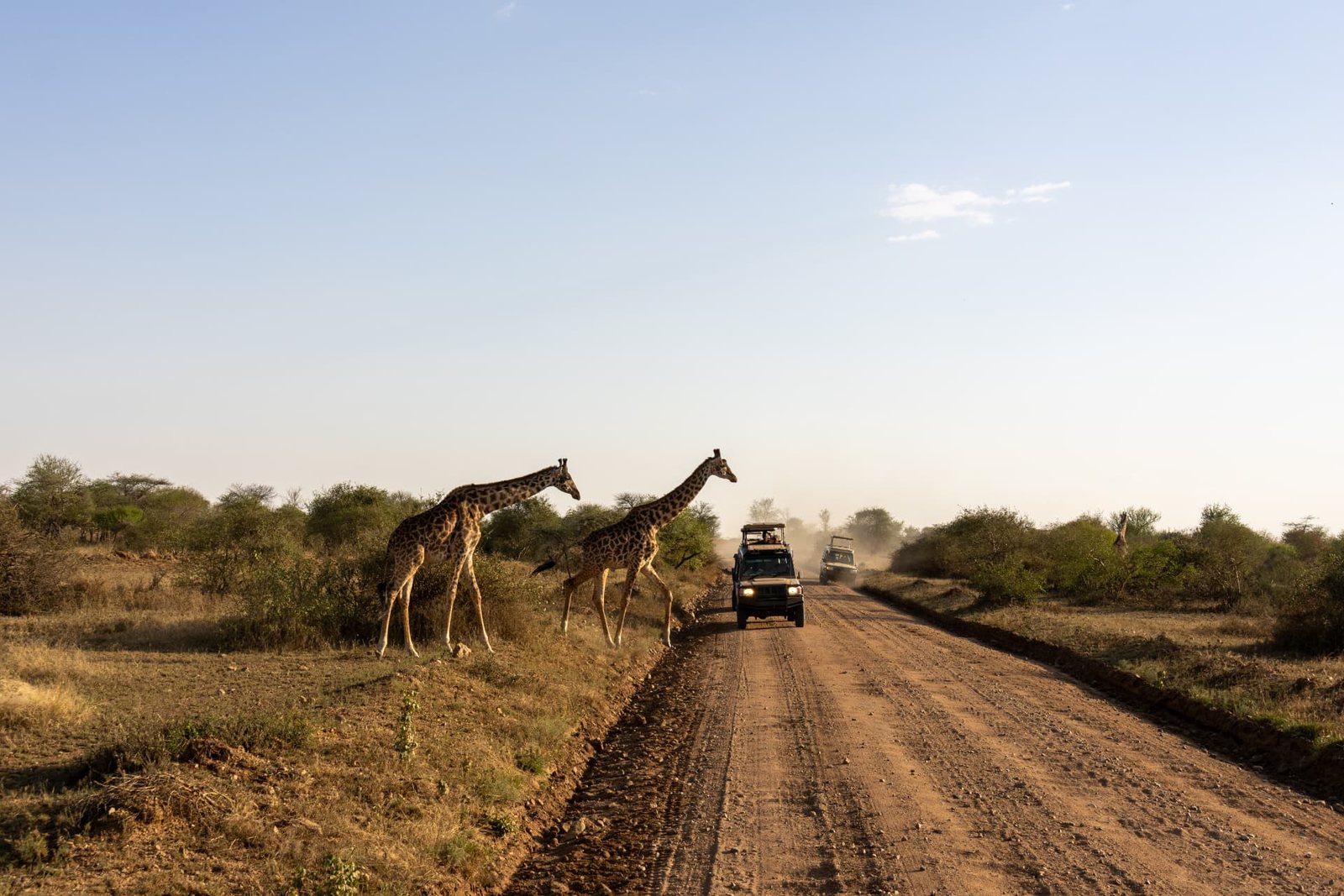 1-Day Arusha National Park Safari — Tanzania safari