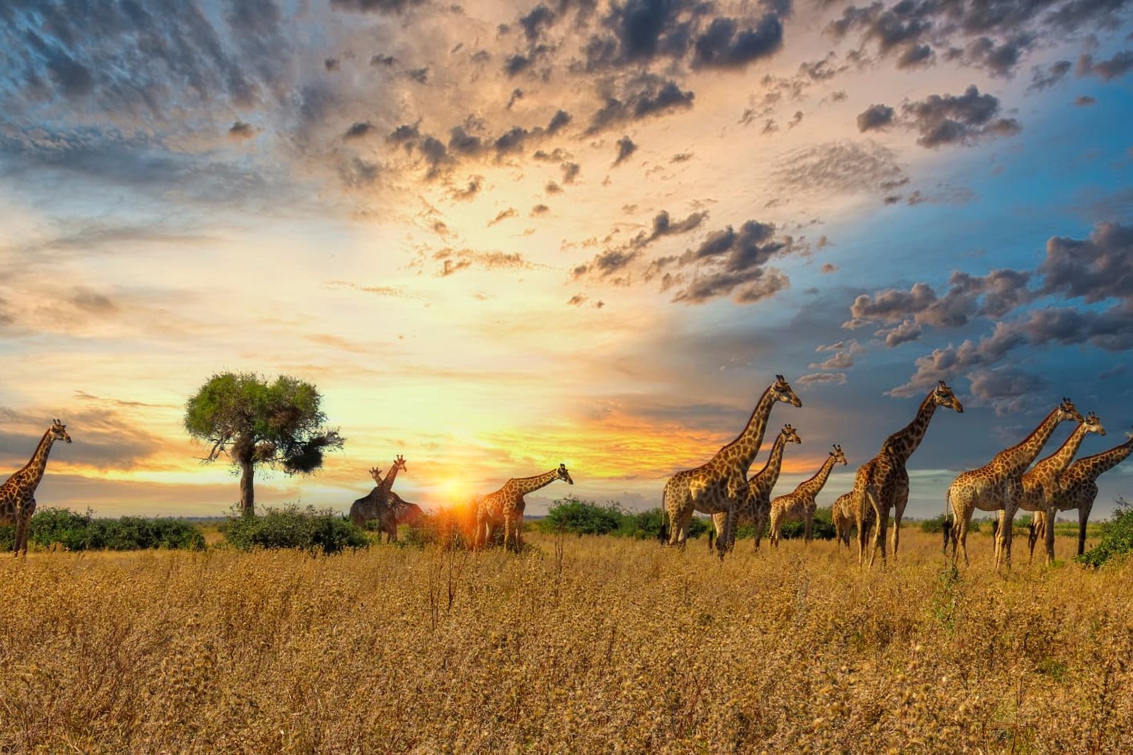 Giraffes spread across the plains at sunset