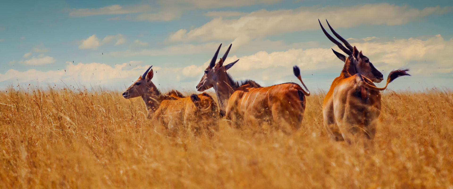 Eland antelope moving through tall golden grass on the northern circuit plains