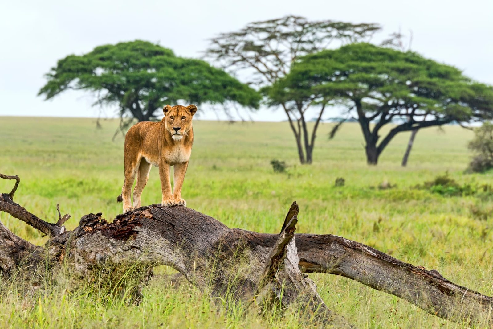 Lioness standing on a fallen tree trunk in the Serengeti