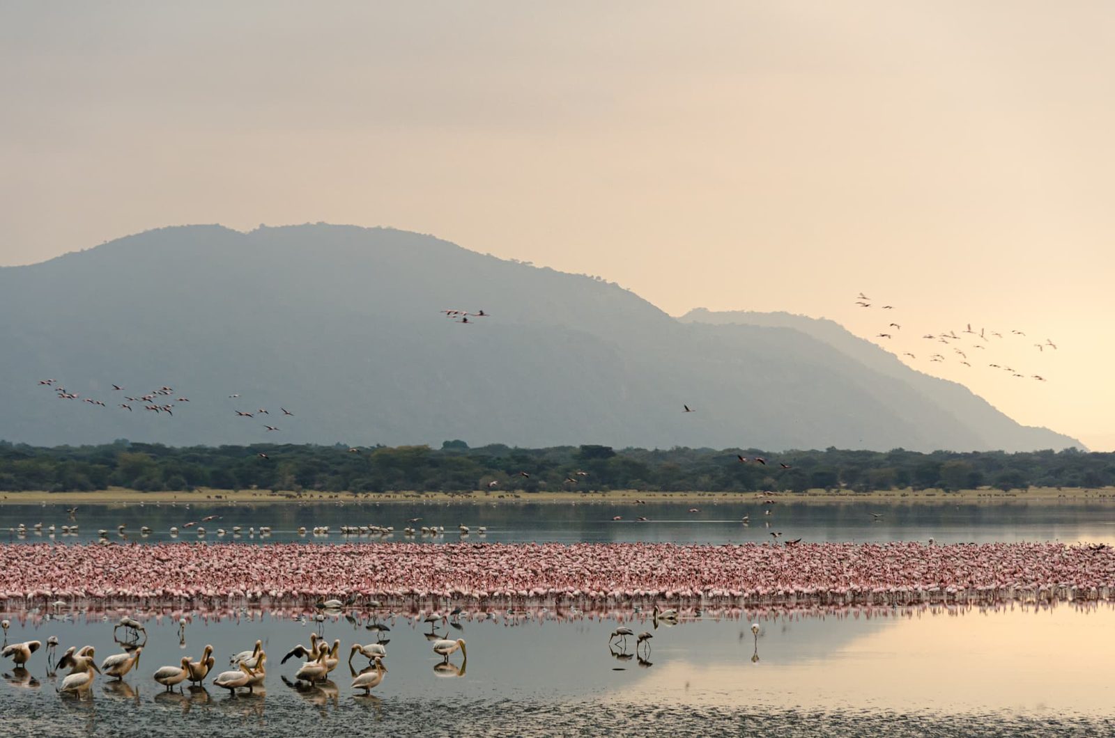 1-Day Lake Manyara National Park Safari — Tanzania safari